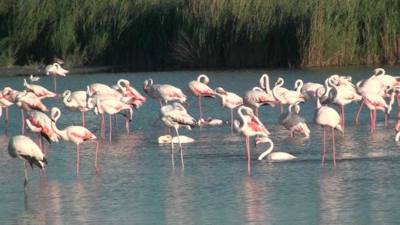 Le Flamingo Villeneuve-les-Maguelonne